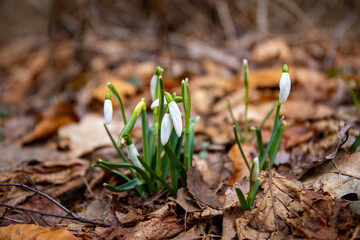The first spring snowdrop blooms in the forest