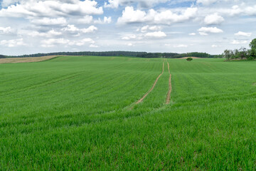 Obraz premium Green farmland In spring with blue sky and white clouds. Hilly terrain. Agricultural background.