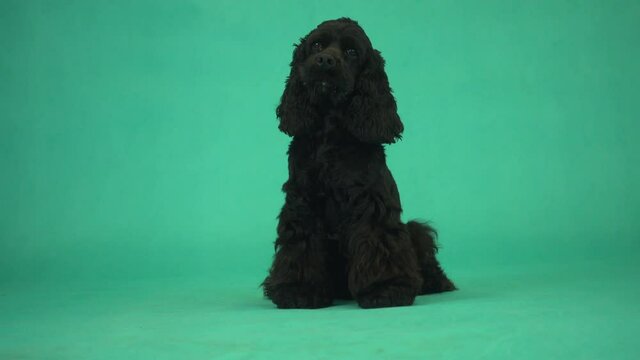 cocker spaniel on green screen