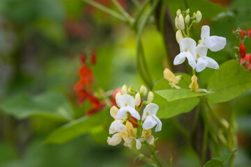 Detail of red and white flowers of kidney bean (Phaseolus coccineus) blooming on green plants in homemade garden. Macro close-up. Organic farming, healthy food, BIO viands, back to nature concept.
