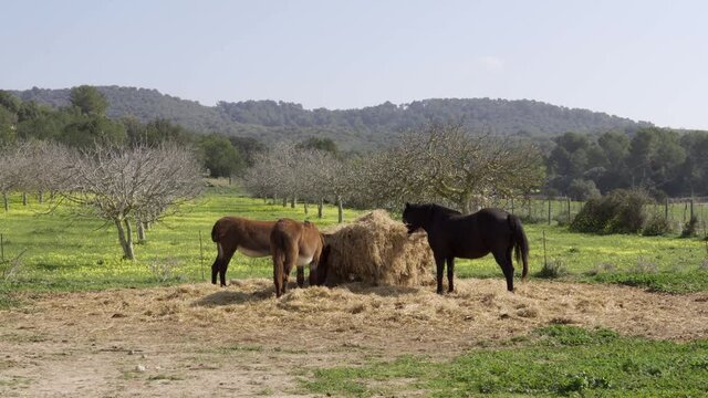 Horses and donkeys grazing outdoors in the interior of the island of Mallorca