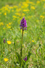 Wild Military orchid (Orchis militaris) native to Europe against wildflower meadow with yellow buttercup flowers in bokeh (Kaiserstuhl Hills, South Germany)