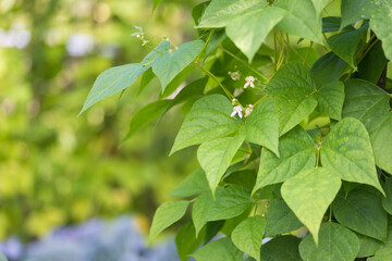 Detail of white flowers of kidney bean (Phaseolus coccineus) blooming on green plants in homemade garden. Macro close-up. Organic farming, healthy food, BIO viands, back to nature concept.