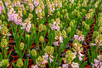 large flower greenhouse with beautiful flowers and plants. Different types of flowers.