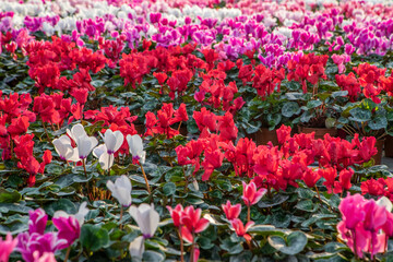 large flower greenhouse with beautiful flowers and plants. Different types of flowers.