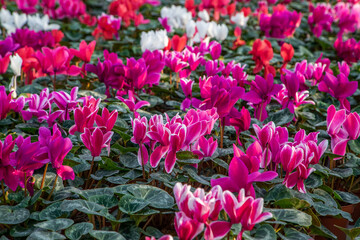 large flower greenhouse with beautiful flowers and plants. Different types of flowers.