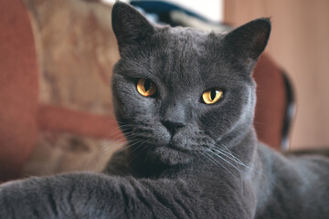beautiful gray British cat close-up