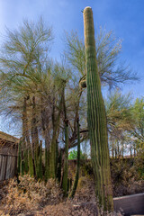 The huge cactus - Carnegie giant (Carnegiea gigantea). Organ Pipe Cactus National Monument,...