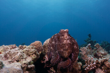 Colorful tropical coral reef with octopus camouflage