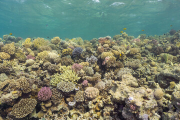 Colorful tropical coral reef