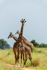 Naklejka na ściany i meble Giraffe (Giraffa) in Tarangire National Park, Tanzania