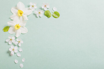 white narcissus and cherry flowers on green paper background