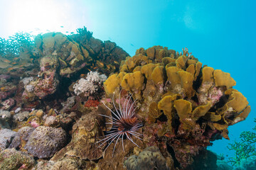 Colorful tropical coral reef
