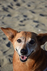 Cane che sorride all'obbiettivo