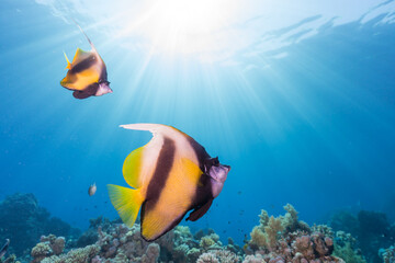 Fototapeta na wymiar Red Sea Pennant Banner fish couple yellow-black on coral reef