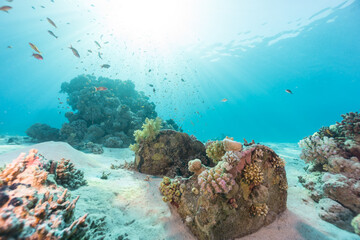 Underwater colorful coral reef with sun rays