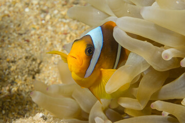 Naklejka na ściany i meble Colorful clown fish in anemone