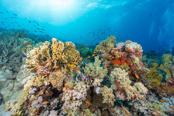 Naklejka na ściany i meble Colorful tropical coral reef