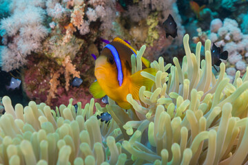 Fototapeta na wymiar Colorful clown fish in anemone
