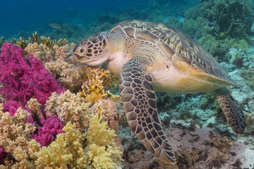 Naklejka na ściany i meble Green sea turtle eating colorful coral reef
