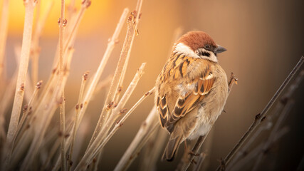 Sparrow sitting on a branch of a bush, selective focus.