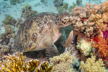 Green sea turtle eating colorful coral reef