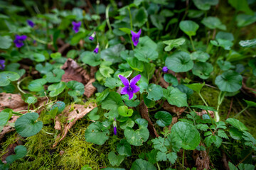 Sweet violet, blooming in early spring in France