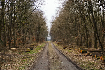 Fototapeta premium Pathway, trail through a forest with high trees, wide landscape, brown colors