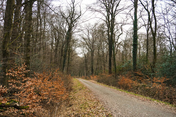 Fototapeta premium Pathway, trail through a forest with high trees, wide landscape, brown colors