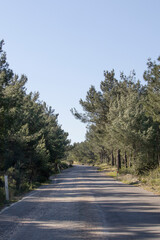 Fototapeta na wymiar a narrow country road surrounded by trees. The concept of traveling and going away