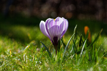 purple crocus flowers