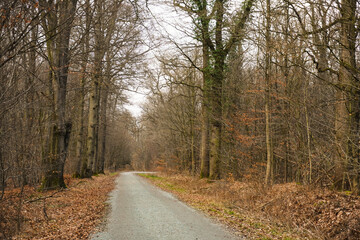 Pathway, trail through a forest with high trees, wide landscape, brown colors