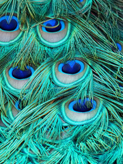 Fototapeta premium Beautiful tail feathers of a peacock bird