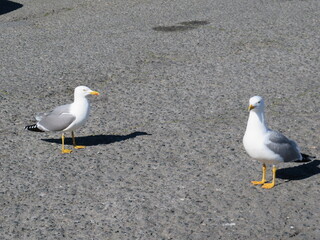 two seagulls on the ground