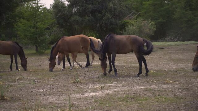 Group of 5 brown horses walking and eating grass in farm slow motion 60 fps