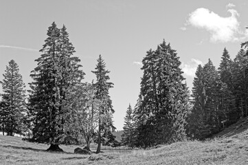 Bäume im Wald und auf Wiese in schwarz weiss