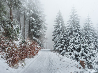 Snowfall during a beautiful winter day in the Black Forest