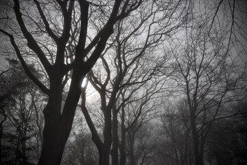 Bare tree tops in fog. Sunlight. 