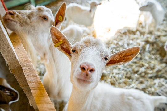 Domestic goats in the farm. White goats