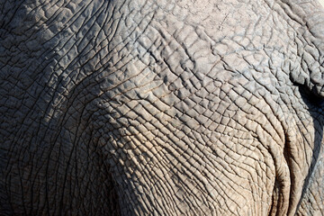 African Elephant (Loxodonta africana).  Close-up of tail.  Masai Mara game reserve. Kenya.  04.10.2010