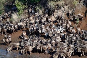 Herd of migrating wildebeest (Connochaetes taurinus) crossing Mara river.  Masai Mara game reserve....