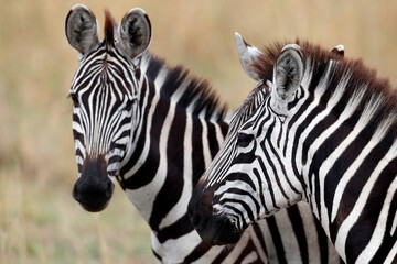 Two Zebras (Equus burchellii) at savanna. Masai Mara game reserve. Kenya.  04.10.2010