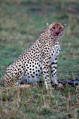 Cheetah ( Acinonyx jubatus )  with blood on its face. Masai Mara game reserve. Kenya.  04.10.2010