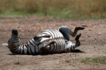 Fototapeta na wymiar Zebra (Equus burchelli) dusting its back. Masai Mara game reserve. Kenya. 04.10.2010