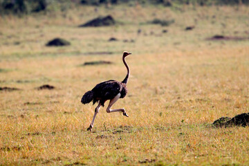 Ostrich in savanna. Masai Mara game reserve. Kenya.  04.10.2010