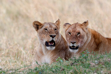 Fototapeta na wymiar Lioness (Panthera leo) in savanna. Masai Mara game reserve. Kenya. 04.10.2010