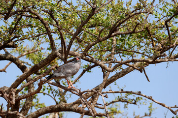 Masai Mara game reserve. Kenya. Dark Chanting Goshawk - Melierax metabates. 04.10.2010