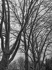 Bäume im Wald und auf Wiese in schwarz weiss