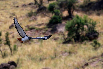 Masai Mara game reserve. Kenya.  Peregrine Falcon - Falco peregrinus. 04.10.2010