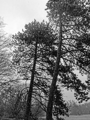 Bäume im Wald und auf Wiese in schwarz weiss